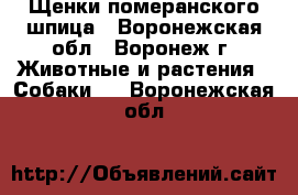 Щенки померанского шпица - Воронежская обл., Воронеж г. Животные и растения » Собаки   . Воронежская обл.